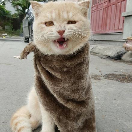 工作阶段考托福,英语四级六次过的水平,应该努