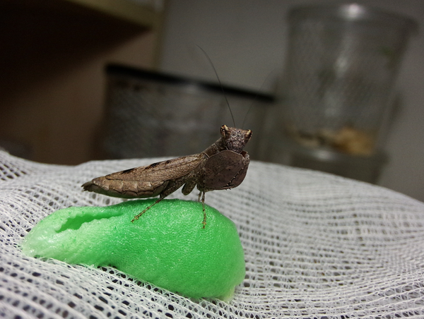 巨腿螳螂,会打拳击的螳螂,又称拳击螳.