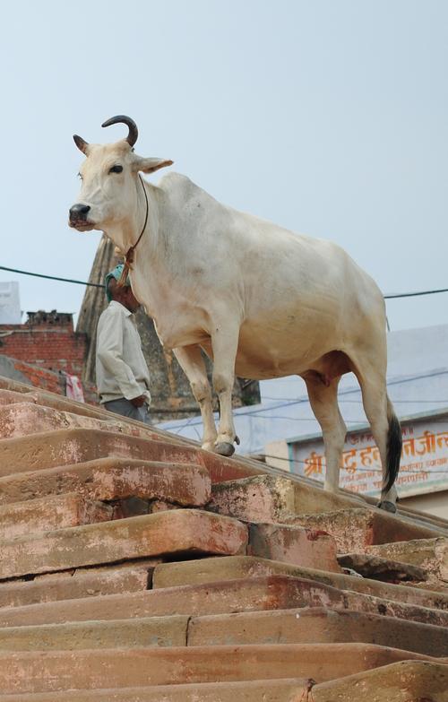 白色,背上带瘤.学名就叫做 zebu(瘤牛).