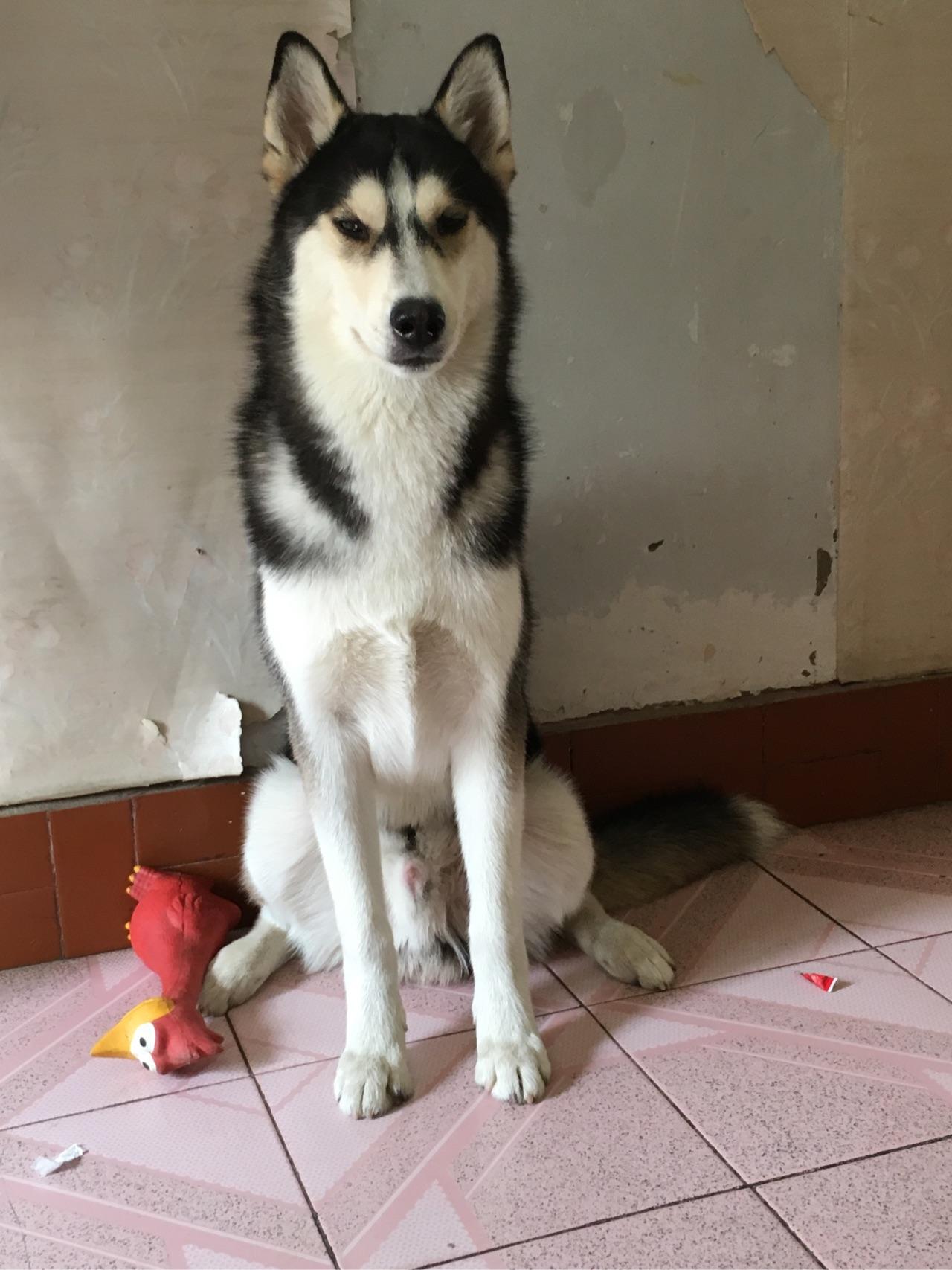 养狗人士常说「我家的狗不咬人」是一种什么心