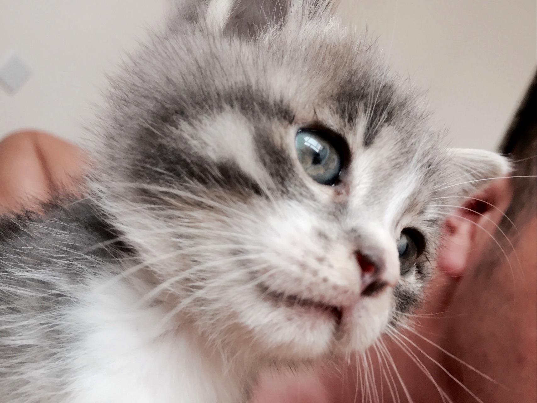 中华田园猫的颜值可以多高? - 造句子的回答