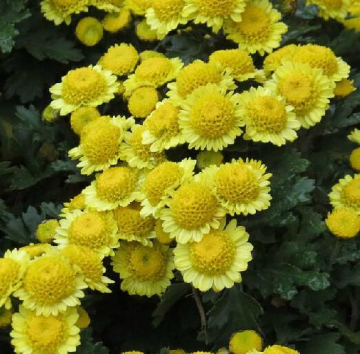 求植物大神告诉我这种花是什么门纲目科属种?