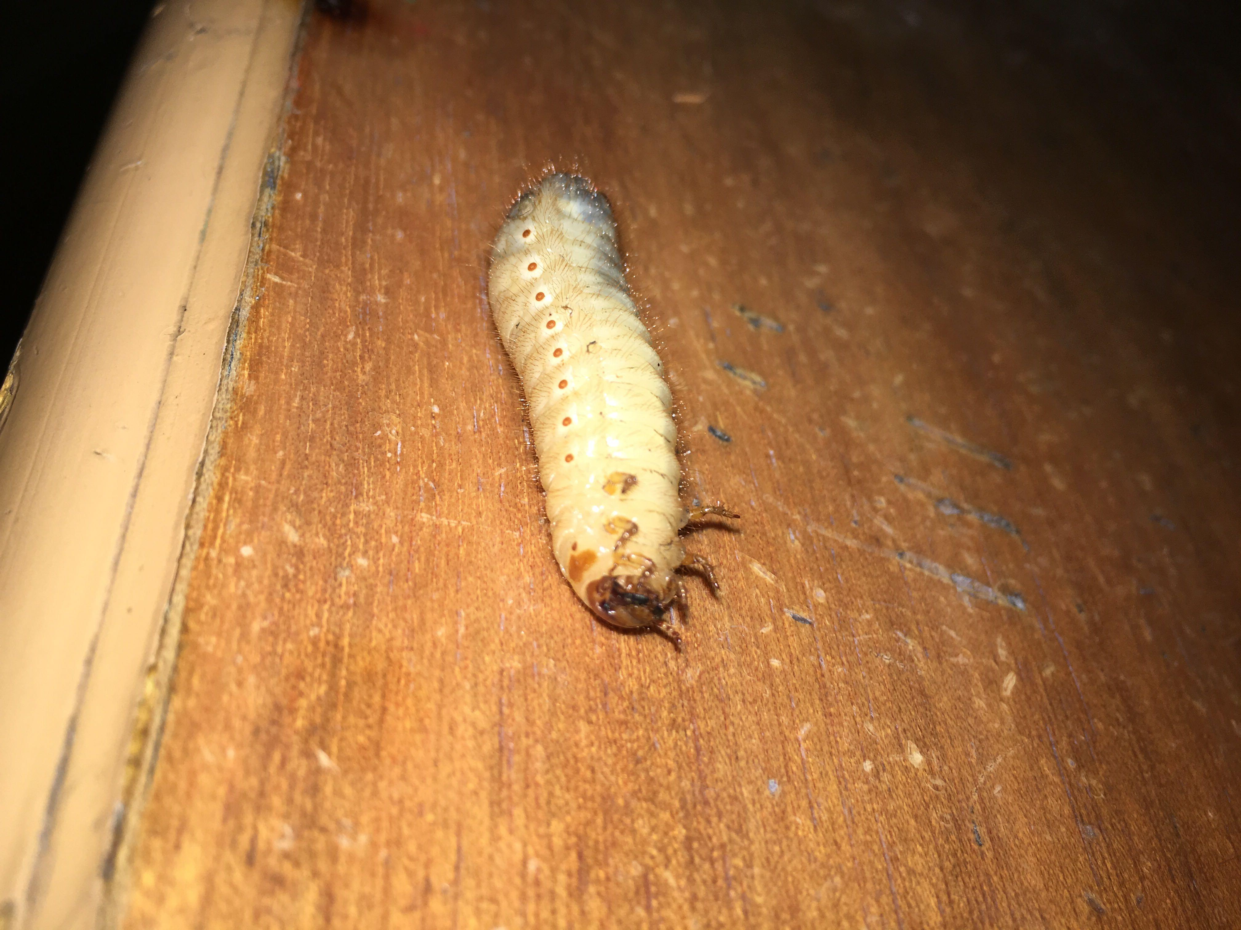 谁知道这种虫子叫什么湖边的水里发现的