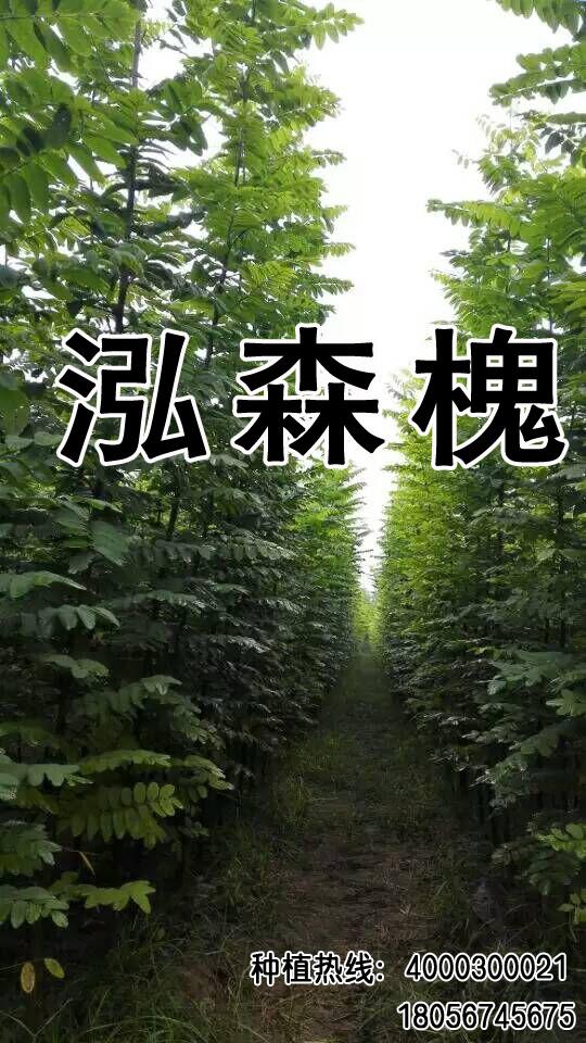 我家乡适合种什么果树?四川省德阳市中江县 -