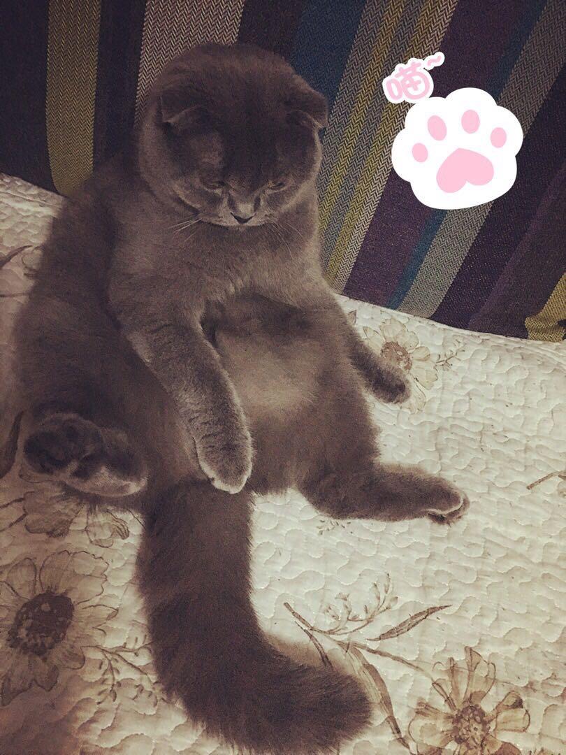 猫自拍后面有狗的图片 b25562b039cdff9e94bac9a090575af9_r.jpg
