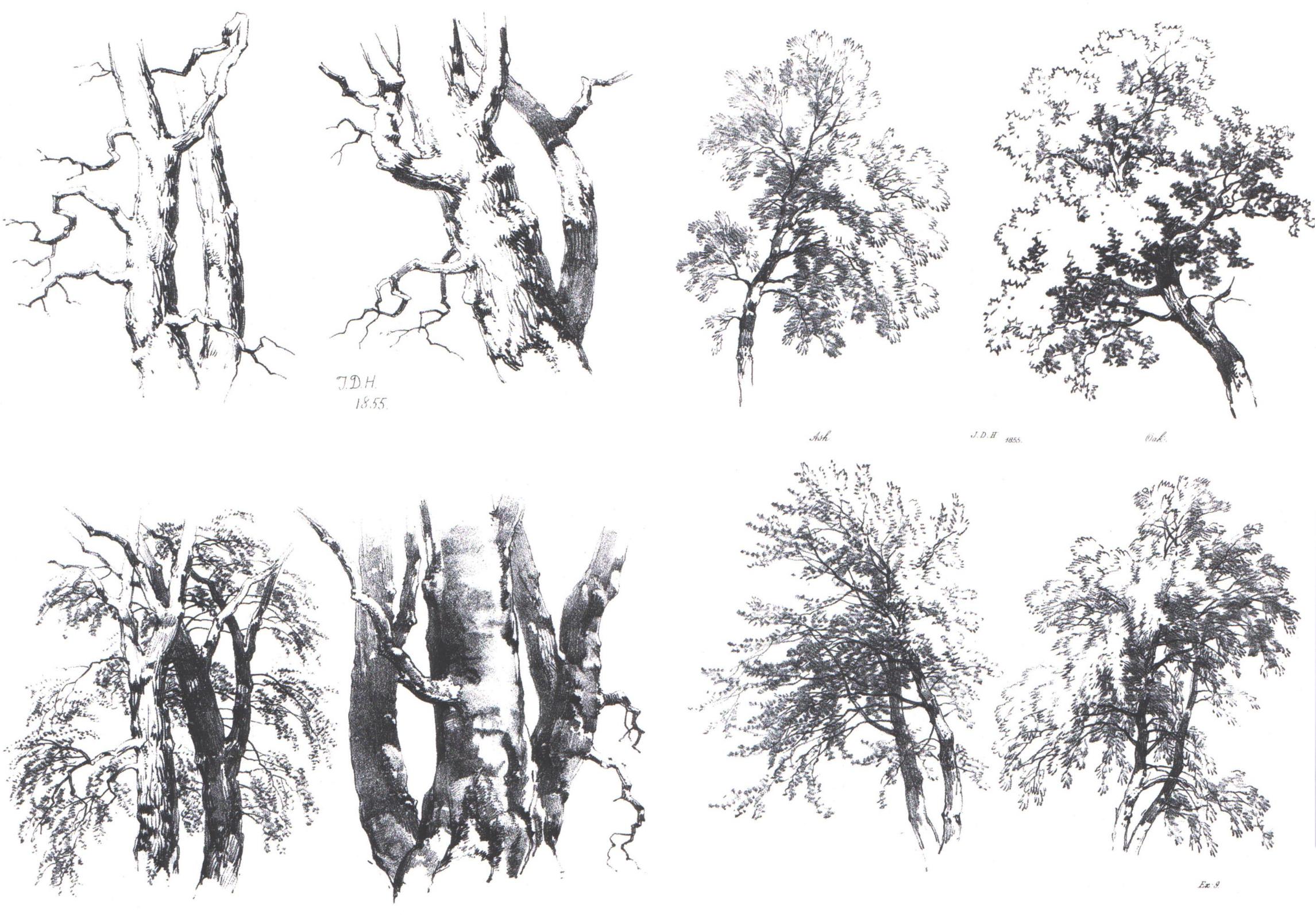 风景临摹 大树|纯艺术|速写|米多利角落 - 临摹作品 - 站酷 (ZCOOL)