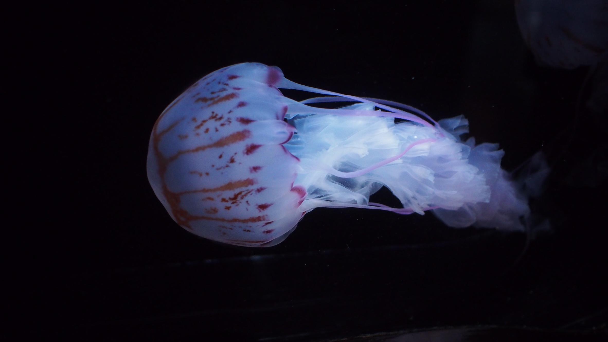 奥林巴斯epl5微单想换个好一点的镜头,有什么