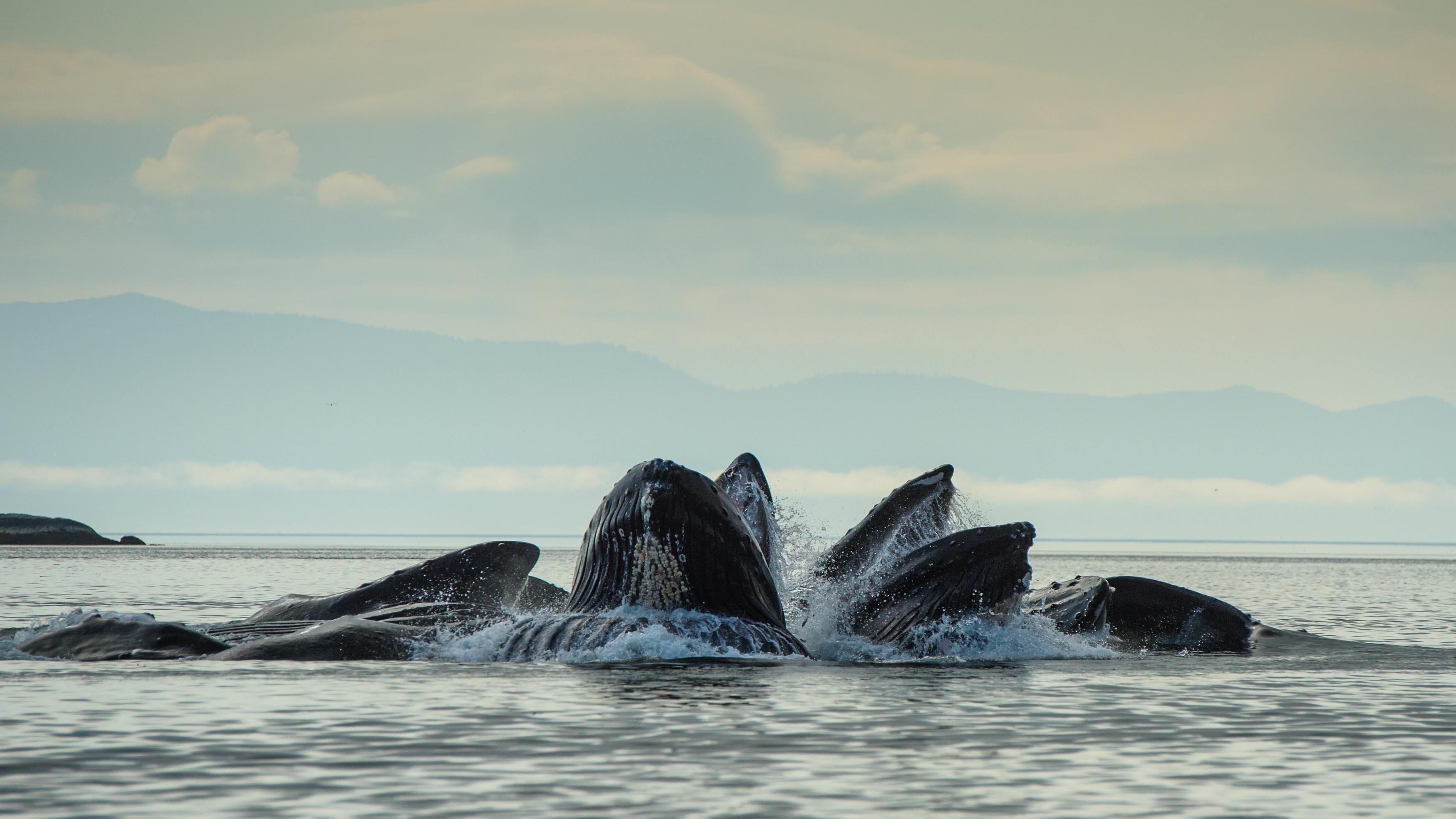 巴芬岛附近的一群独角鲸|必应壁纸｜必应美图