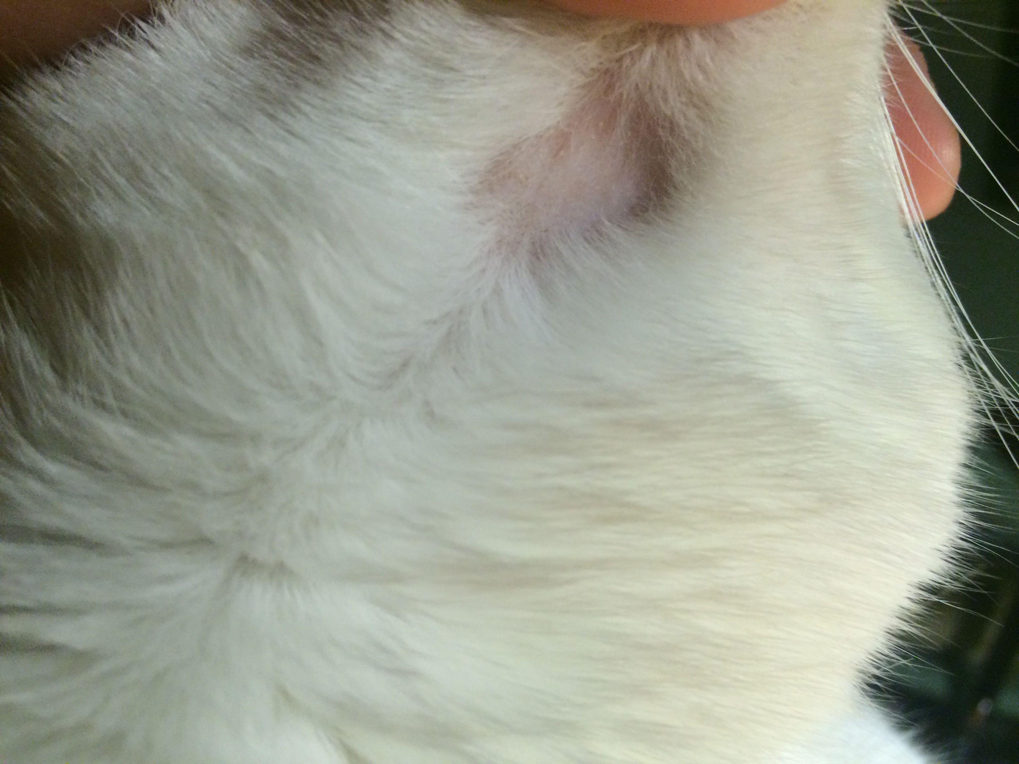猫咪脖子后面凹陷图片