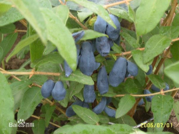 蓝靛果 这个比蓝莓酸一点 味道感觉差不多