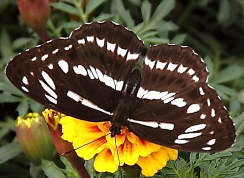 这个像蝴蝶一样的昆虫是什么 夏天飞的像蝴蝶一样的昆虫 艾帝网