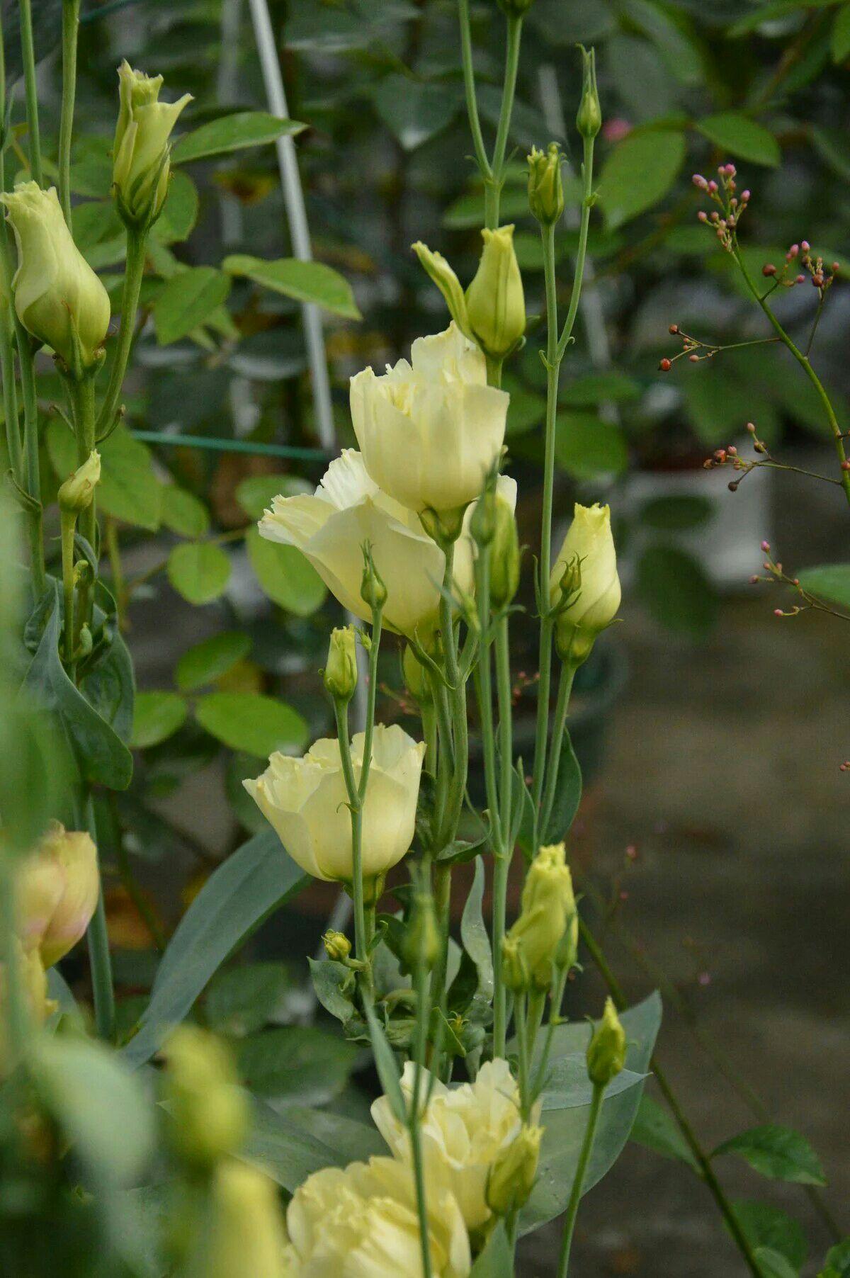 洋桔梗怎么养？ - 知乎