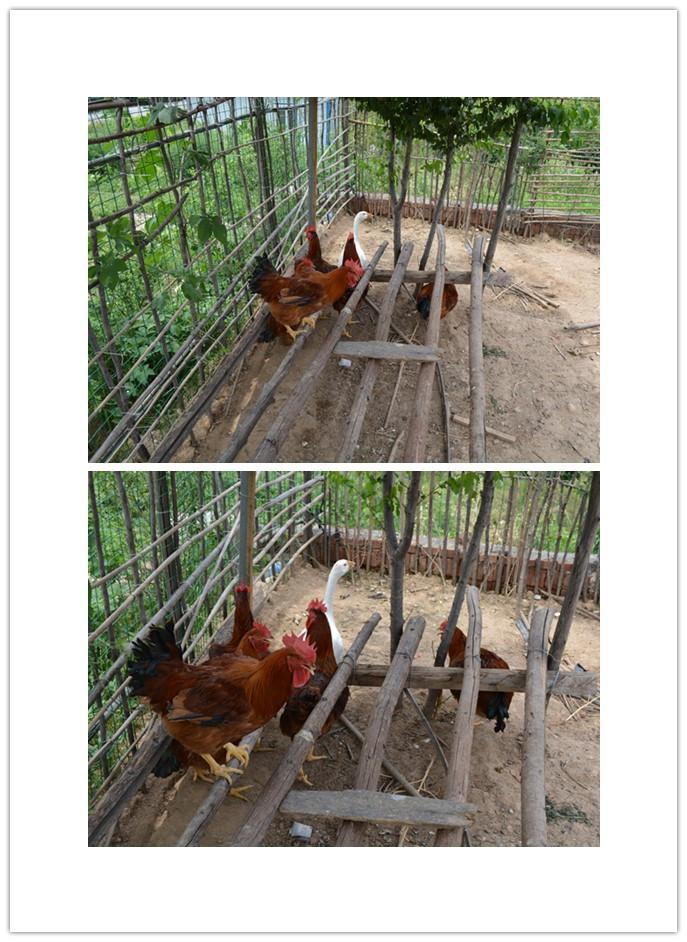 周末我与儿子逛窑子