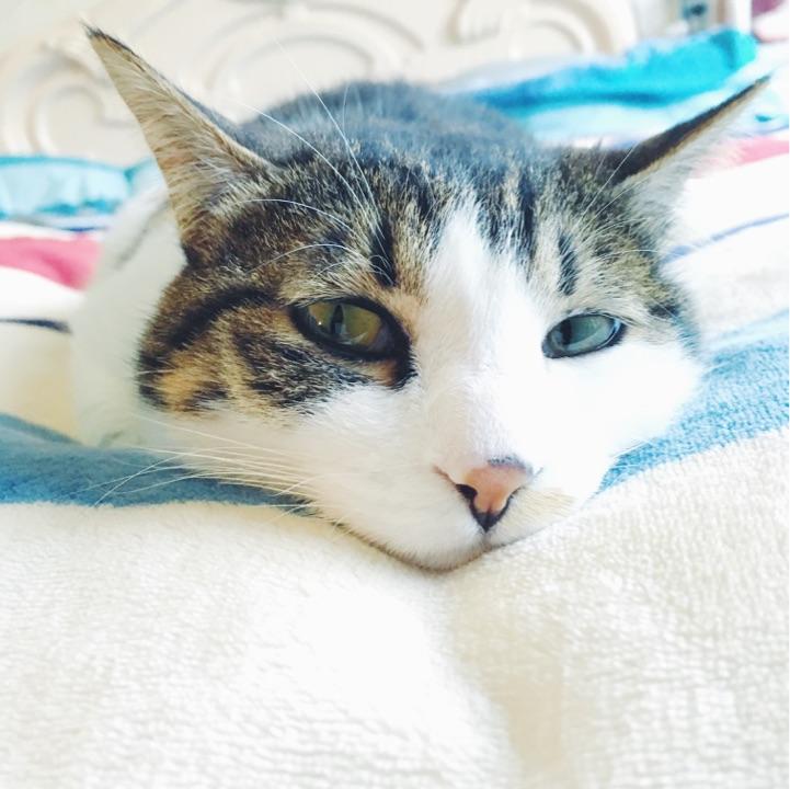 狗吃狗粮,猫吃猫粮。可不可以也做出一种人粮