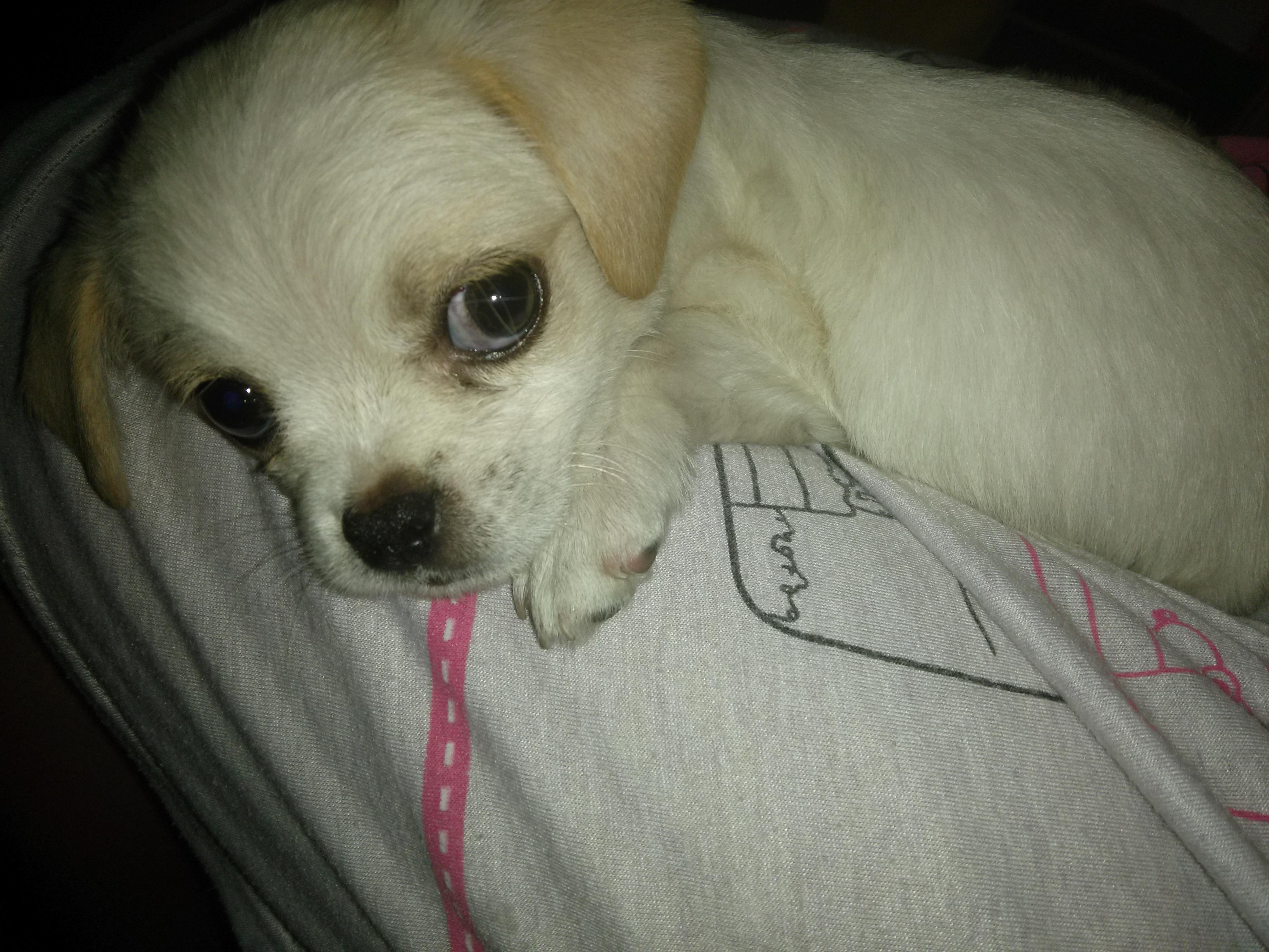 你什么时候被狗的智商震惊了? - 丢丢的回答