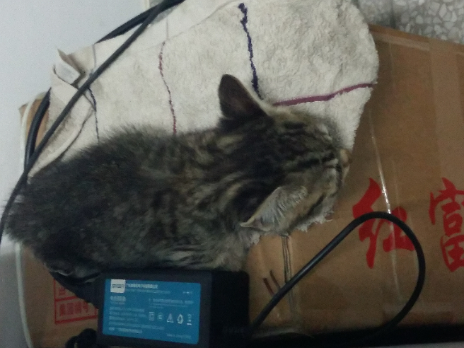 养一个月大小的猫该注意的事项有哪些? - 程宜