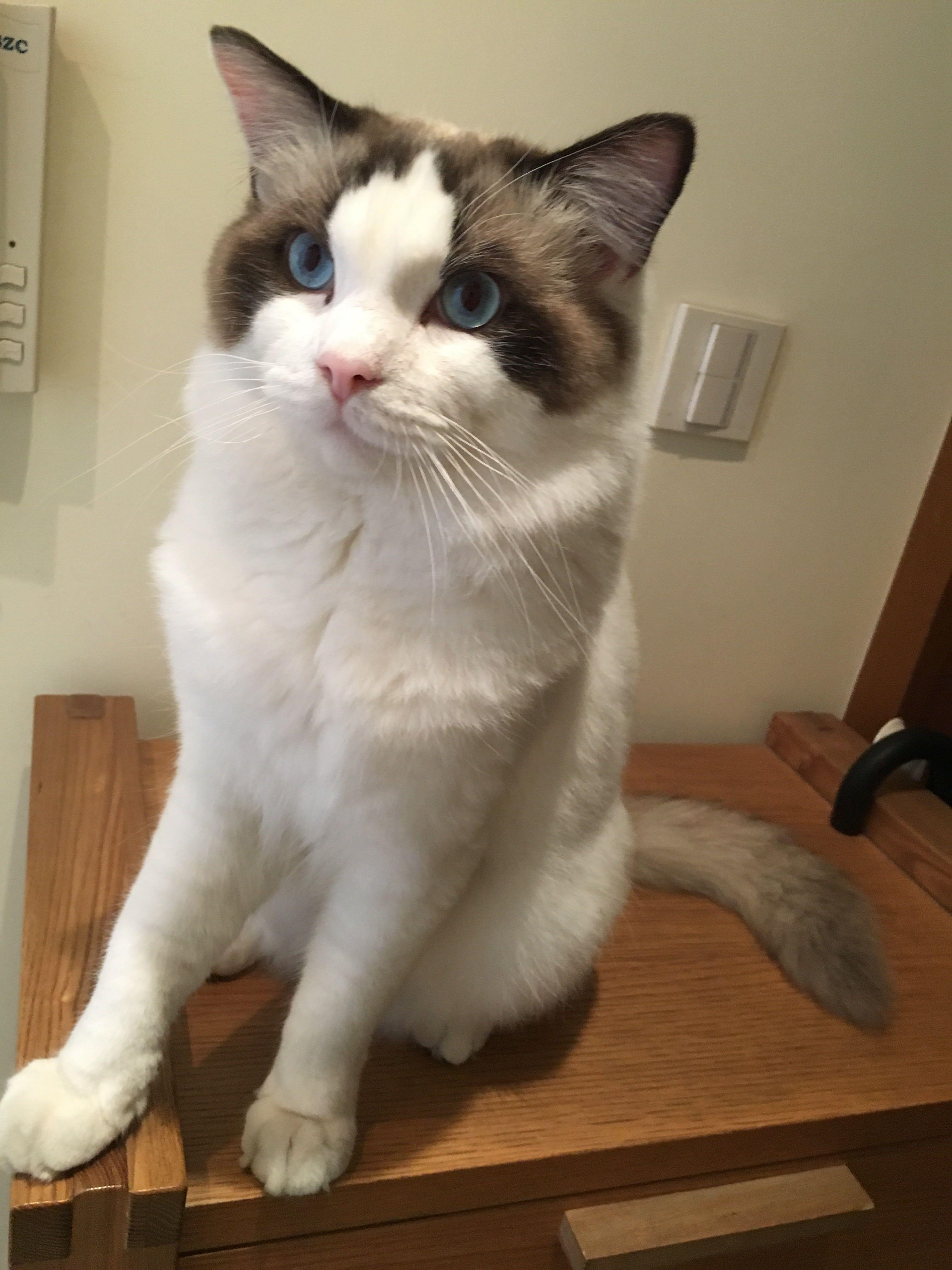 布偶猫不让抱正常吗?