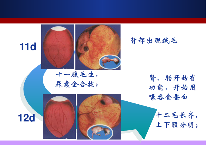 吃毛鸡蛋是怎么样一番体验？ - 知乎