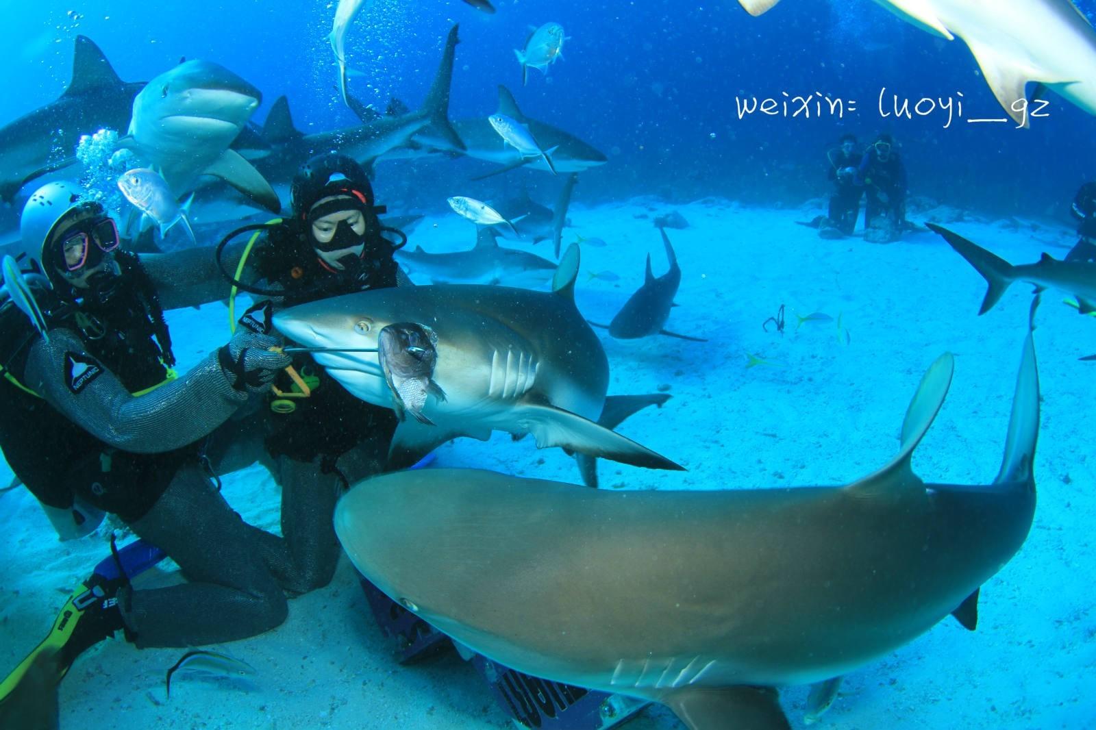 潜水员和鲨鱼相遇9插画图片-千库网