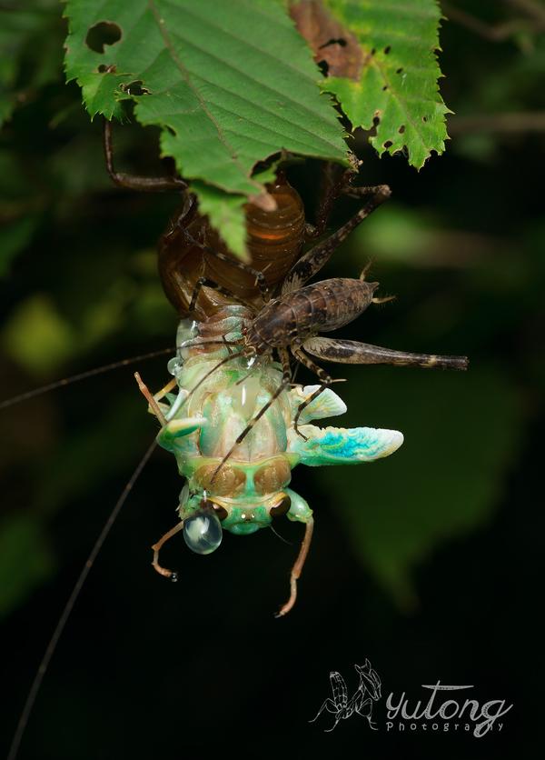 灶马, 灶鸡子乃中原俗称 突灶螽(diestrammena japonica), 属于驼螽科