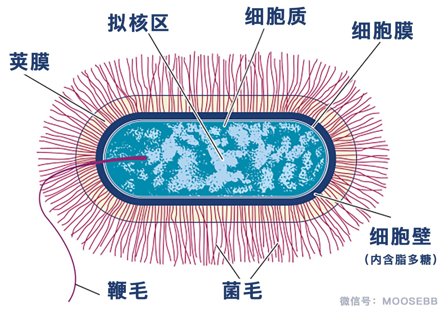 细菌脂多糖是细菌细胞壁上的成分之一,它属于细菌内毒素.