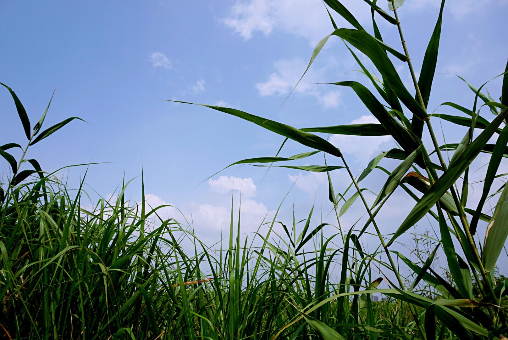 用索尼A6000套头能拍出多美的照片?