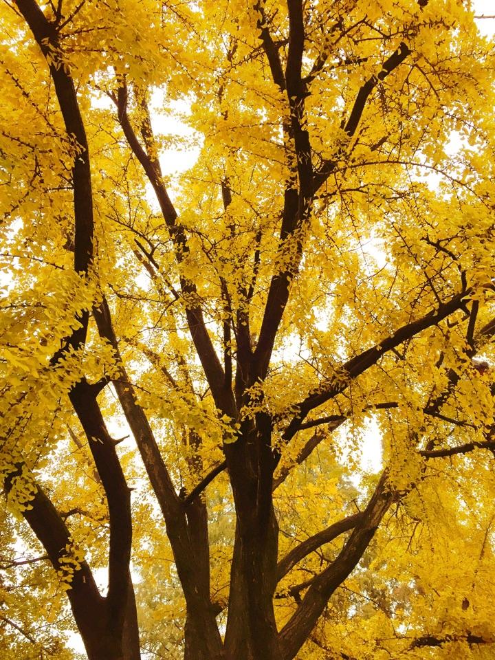 南京有哪些适合一个人玩的地方? - 麦田里的毛