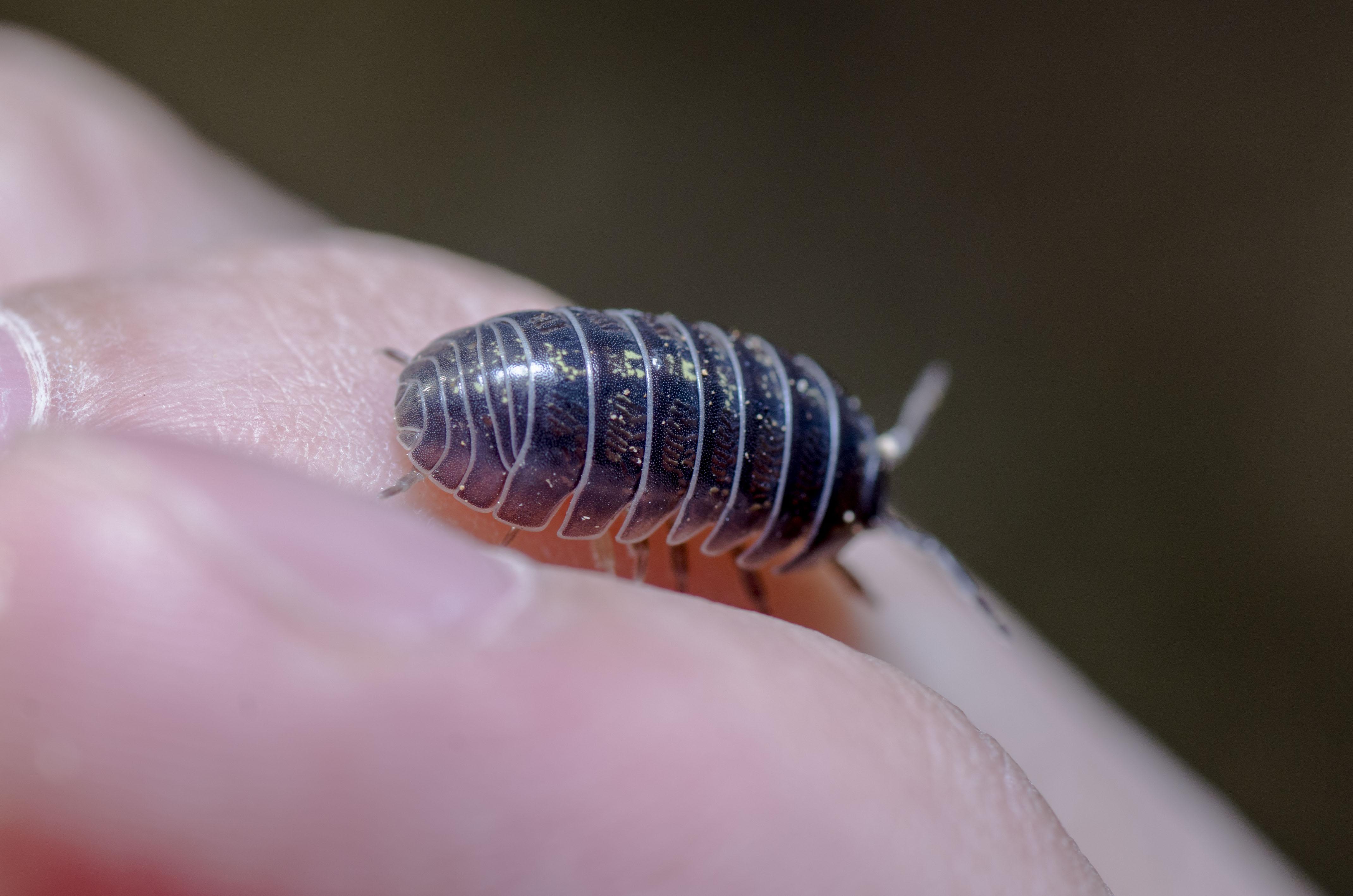 1,鸟虱蝇ornithoicasp.