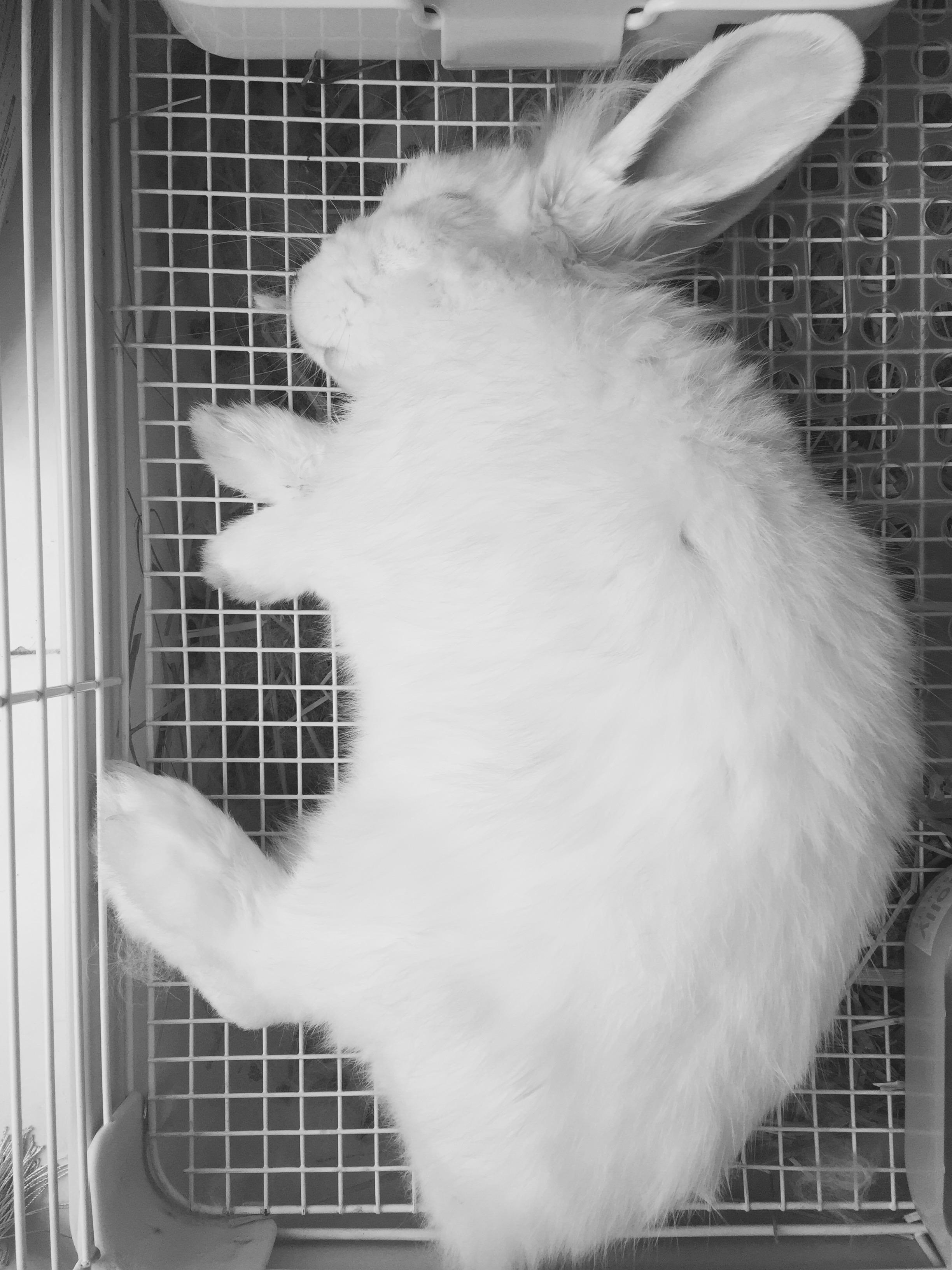 复活节睡觉的兔子图片素材免费下载 - 觅知网