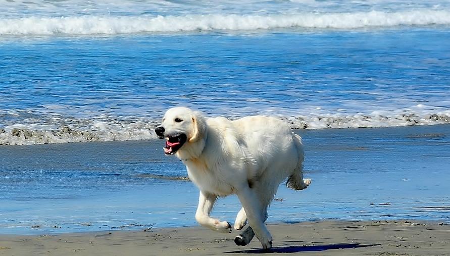 天使狗狗初养成 下篇