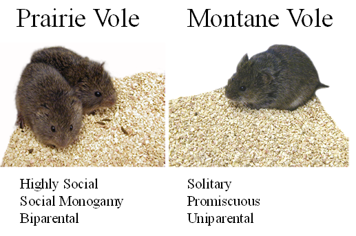 在北美中部,生活着一种叫平原田鼠(prairie vole)的老鼠.