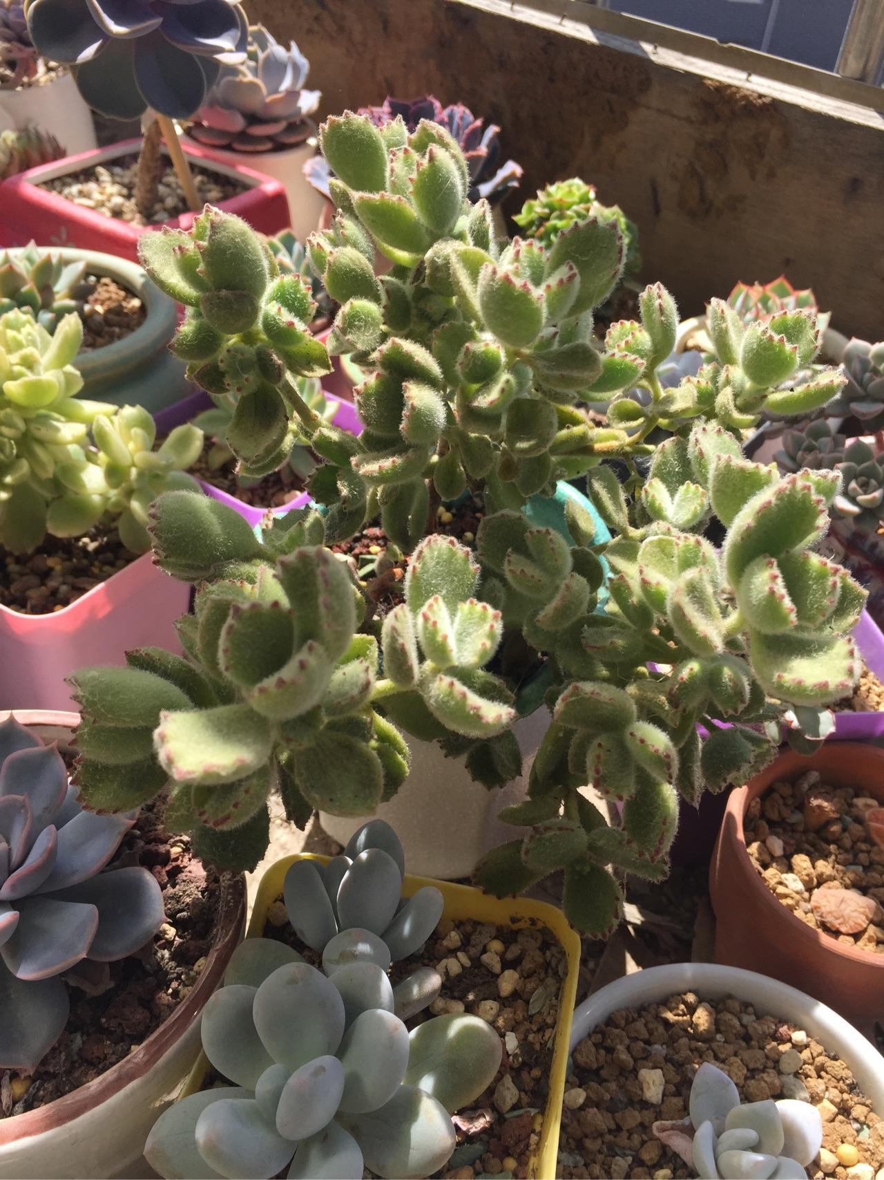 新手多肉入坑先养些啥 c487bce736d2a7f2a1b8731b98dd5008_r.jpg