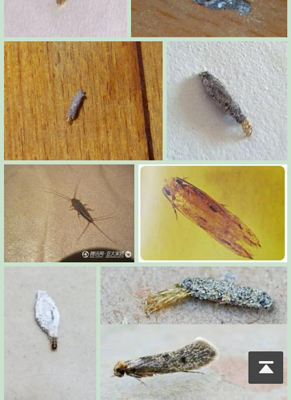 这是什么虫子,床边发现?