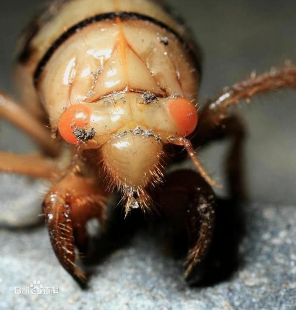 脱壳忍者就是蝉蜕