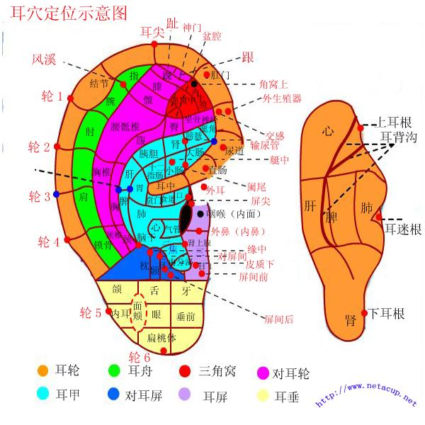 耳朵上放血真的可以治痘痘吗