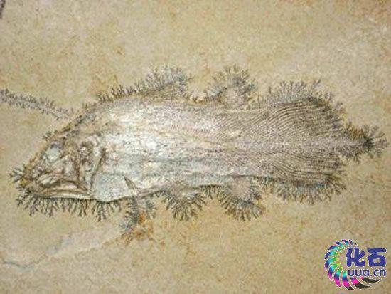 有哪些奇特的海洋生物? - 知乎