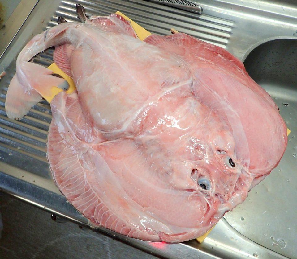 这货连核辐射变异鱼也敢吃爱它就要吃了它