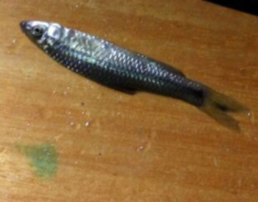 乌龟怎么吃营养最好 c8ab4808294fd51a18ca82e80c53b9f5_b.png