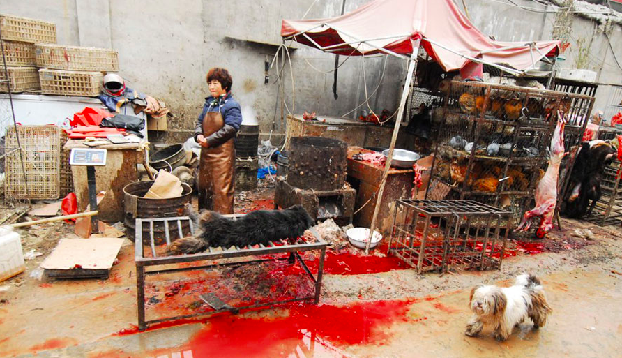 by 笨狗狗精选(微信帐号:bggapp)吃狗肉的人都说:"吃的都是养殖场的