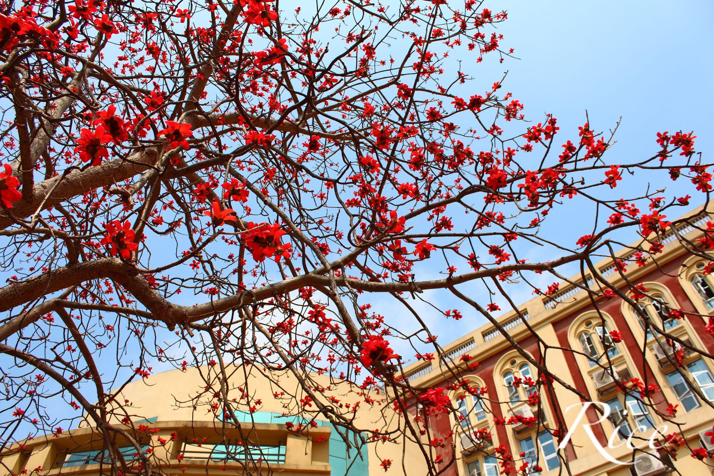 在深圳南头中学就读是怎样一番体验?