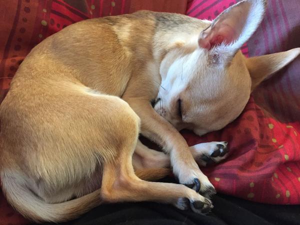 养了狗以后,你的生活发生了怎样的变化?