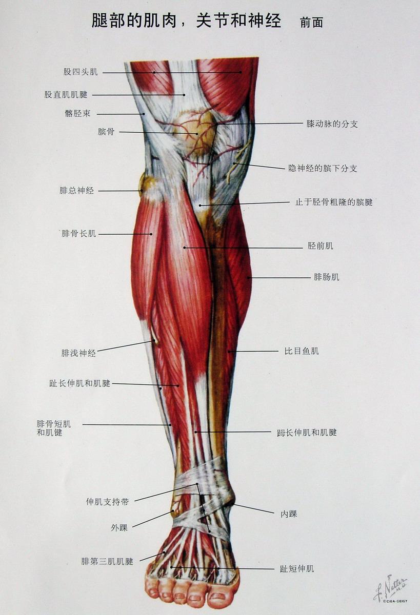 因为这部位肌肉是 控制伸直小腿的,而生活中我们经常需要用力做 伸直
