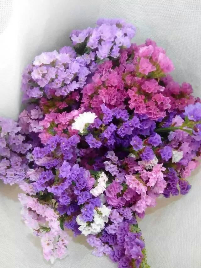 勿忘我补血草科普篇