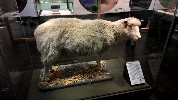 克隆羊多莉还在不?