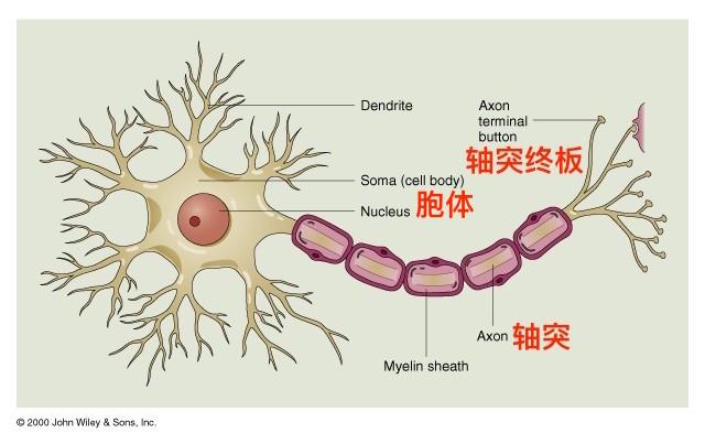 《健身入门学》第四课,肌肉生理生化基础三(精选内容) - 知乎
