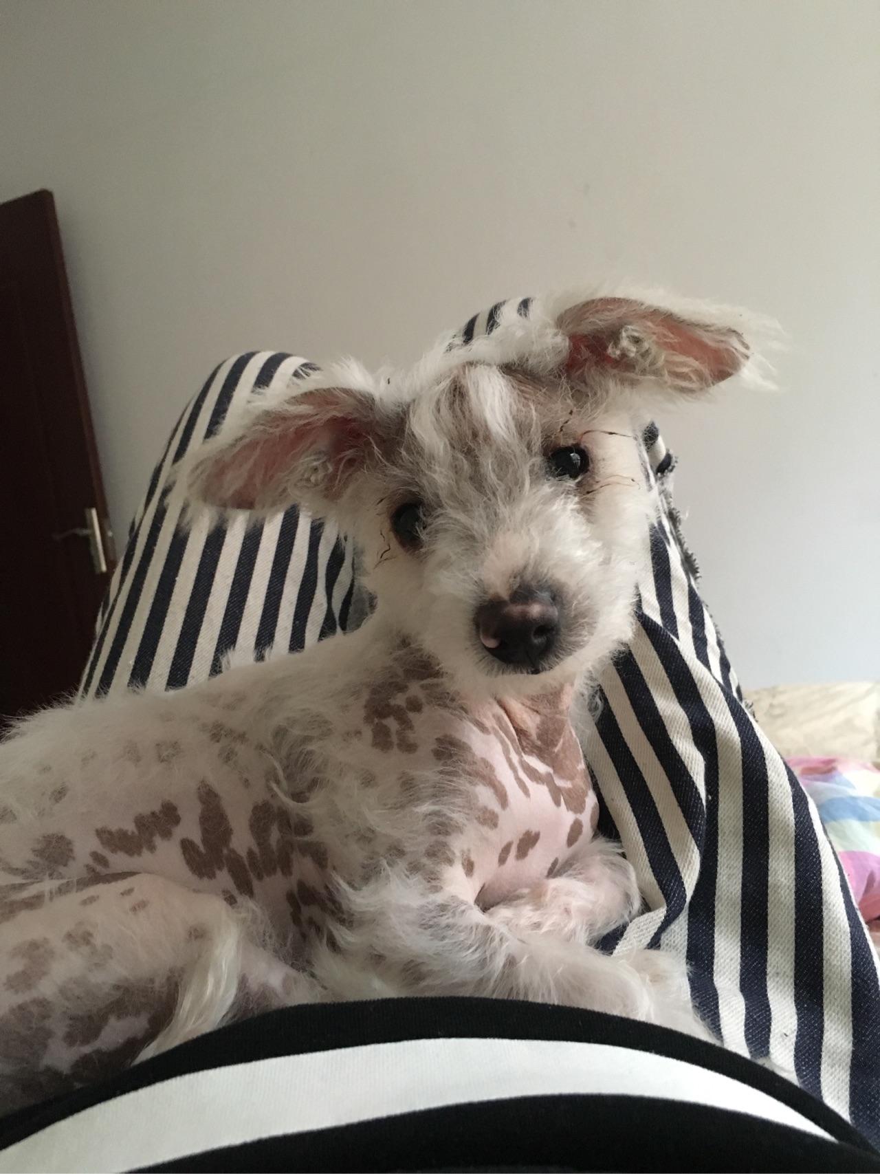 刚领养的田园奶猫体检,发现患有猫瘟、猫鼻支