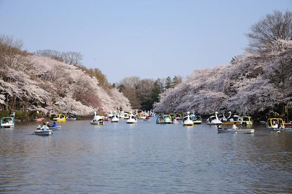 井之头公园碎尸案 知乎