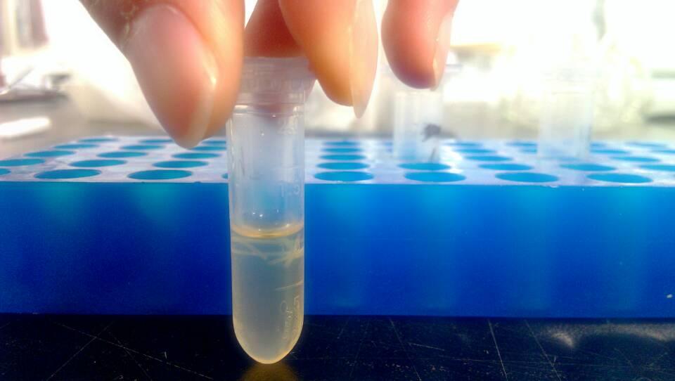 免疫胶体金渗透步骤有疑惑,求大神~?