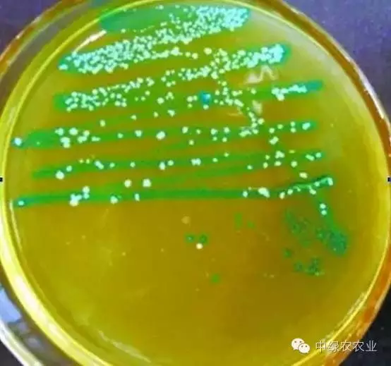 冰箱里隐藏的细菌杀伤力极大,必知!