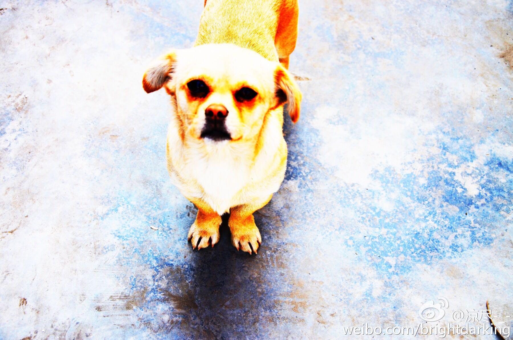 手机拍照和单反拍照的差别在哪里? - 凉尽的回